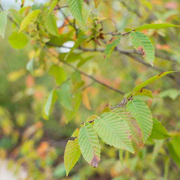 Carpinus caroliniana ‘JN Select’