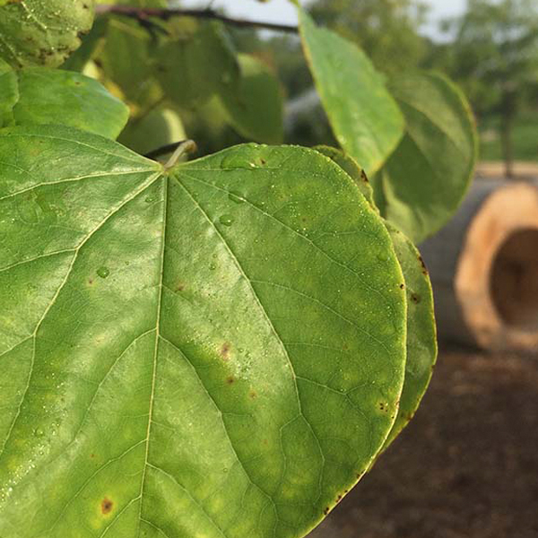 Cercis canadensis ‘Columbus Strain’