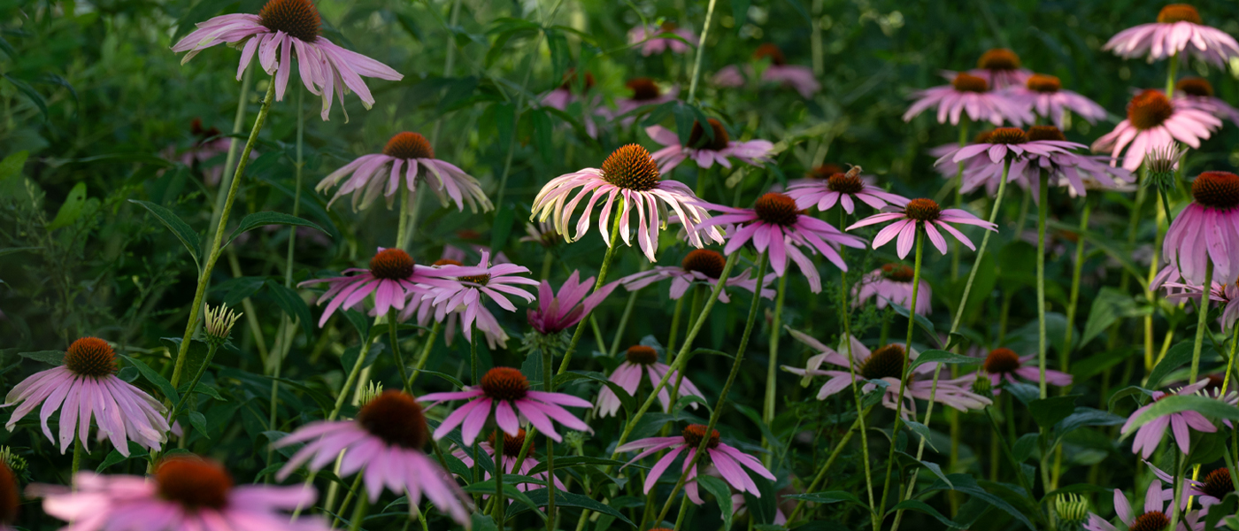 coneflowers