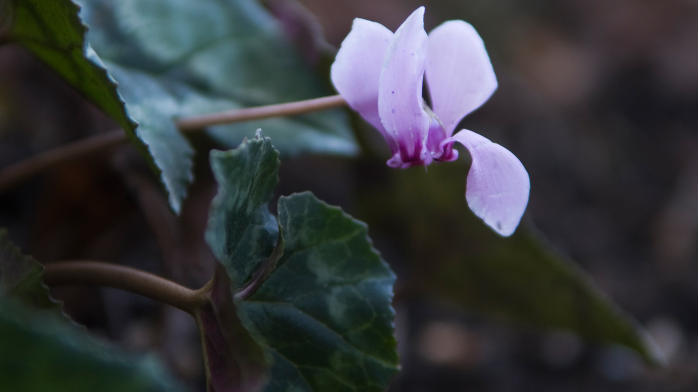 cyclamen