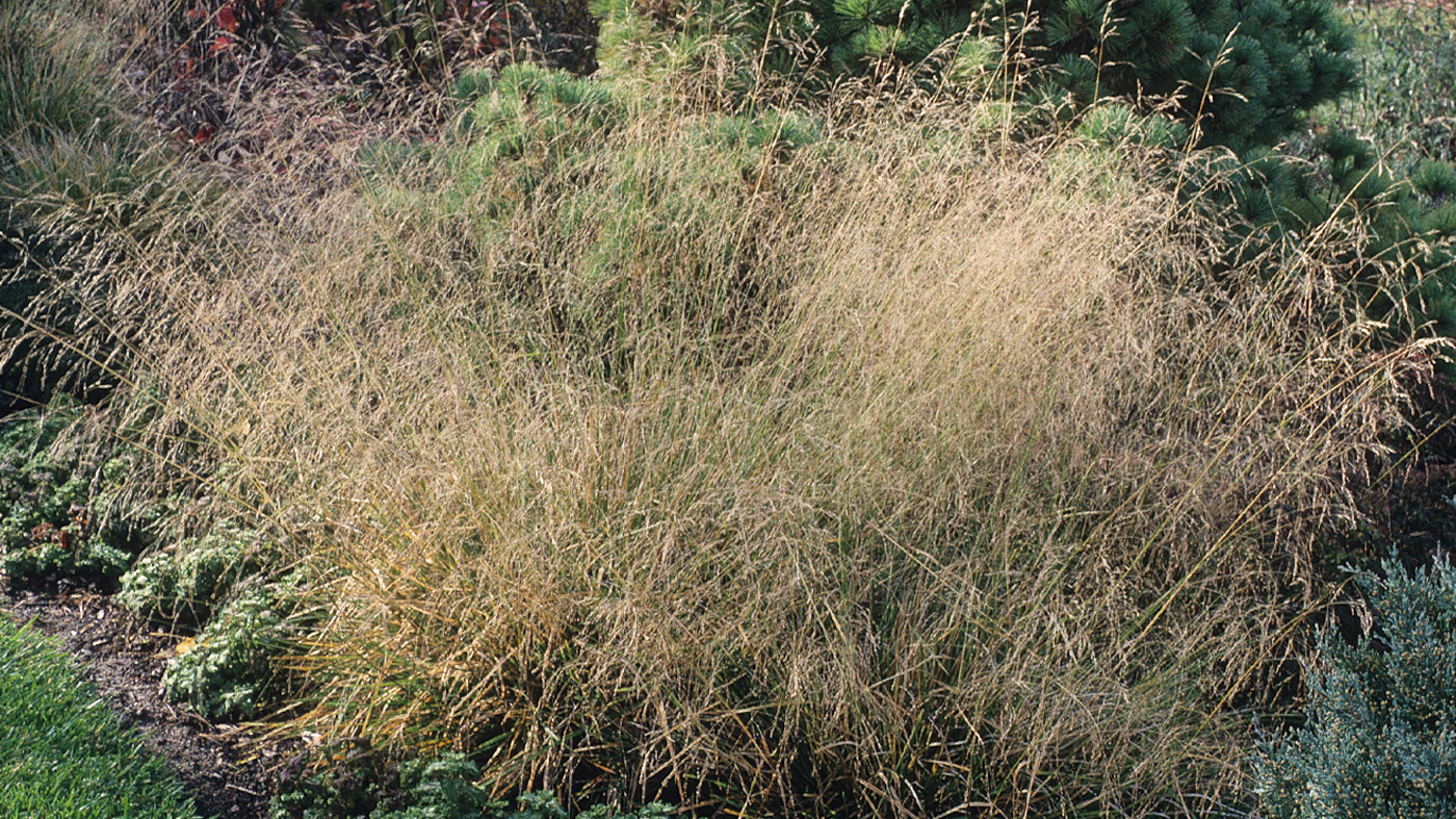 Deschampsia caespitosa