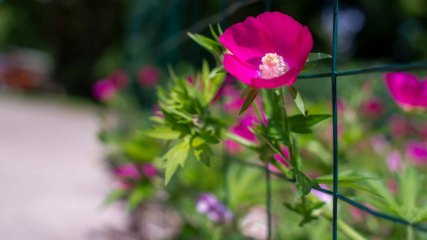 flowers next to sidewalk