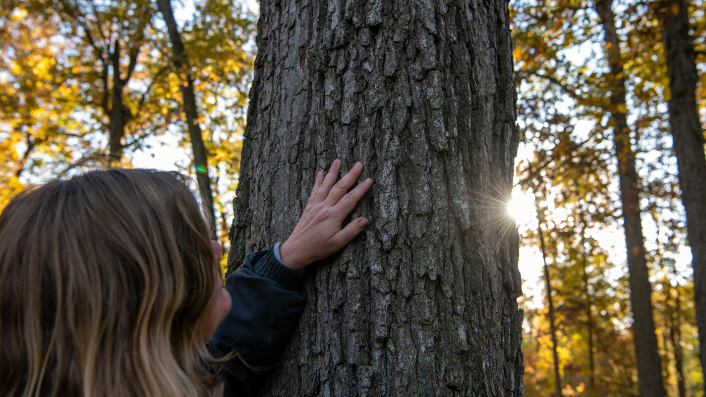 forest bathing