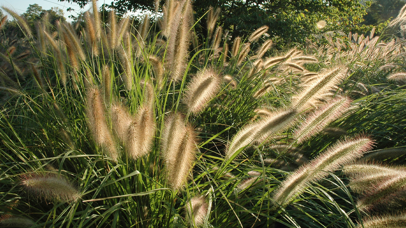 Fountain grass (Pennisetum alopecuroides)