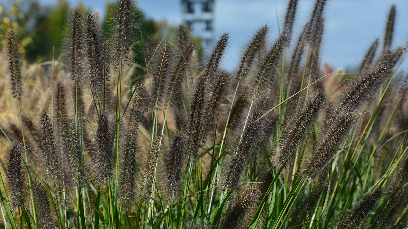 Fountain grass (Pennisetum alopecuroides) 