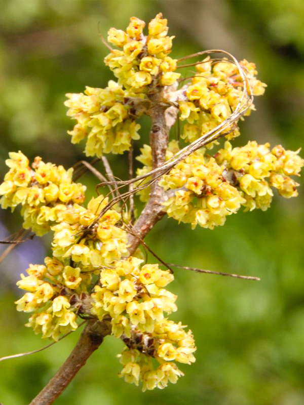 Fragrant sumac