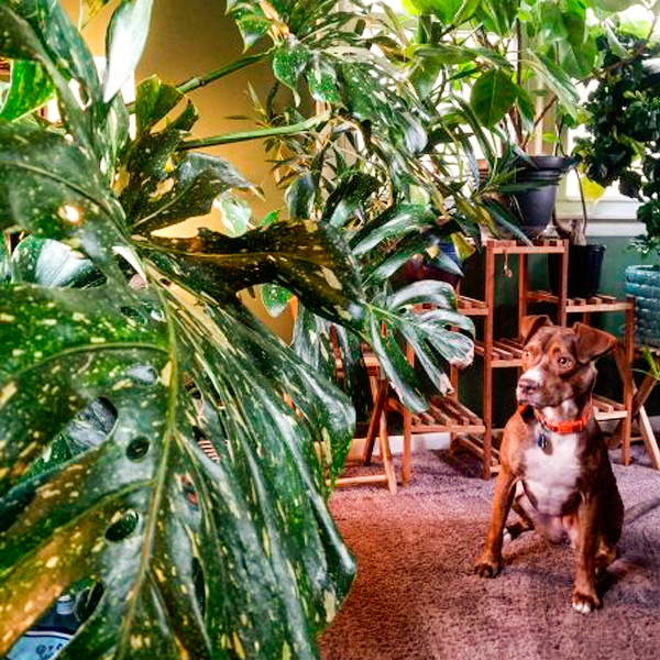 houseplant collection