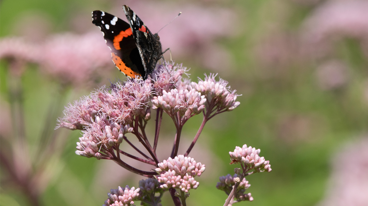 joe pye weed red admiral