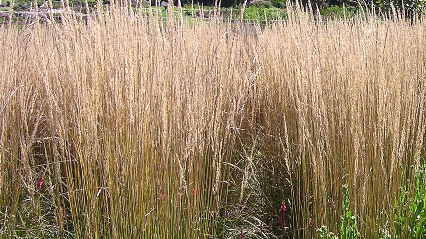 'Karl Foerster' feather reed grass (Calamagrostis x acutiflora 'Karl Foerster')