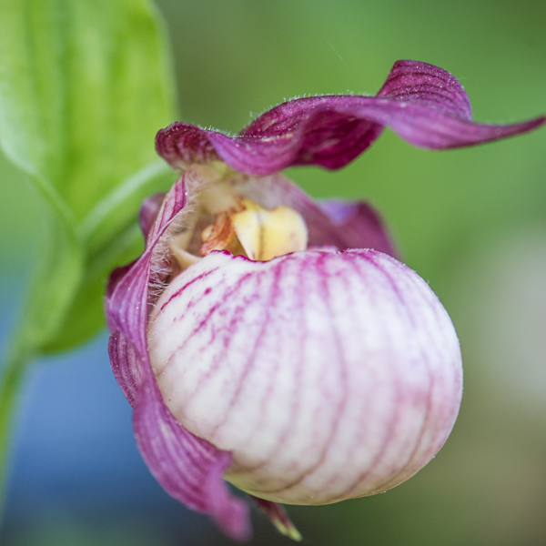 lady slipper orchid