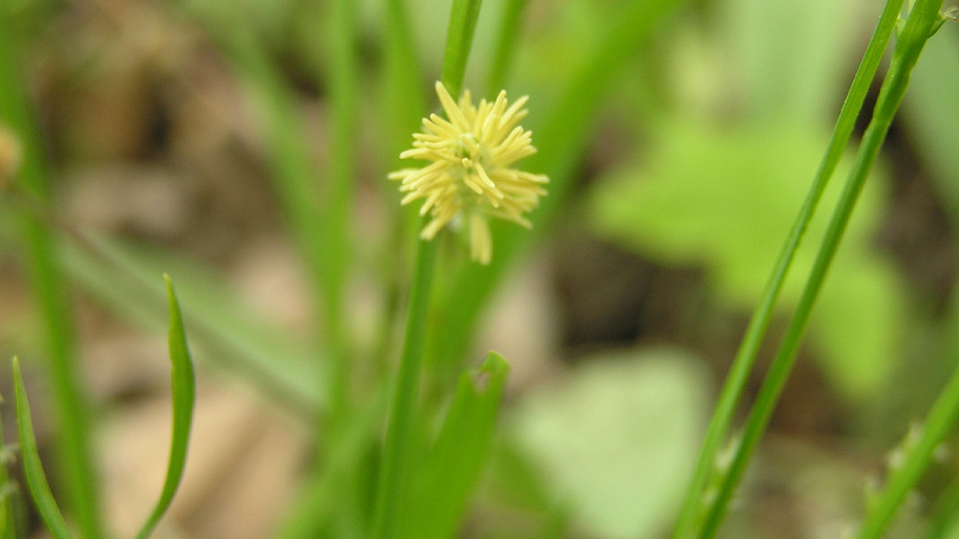 lake sedge