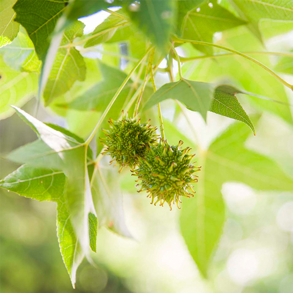 Liquidambar styraciflua