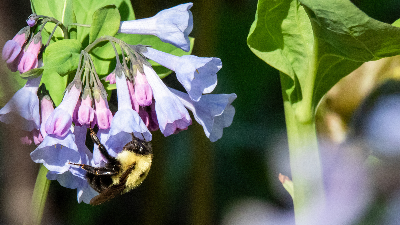 mertensia bluebells bombus bimaculatus