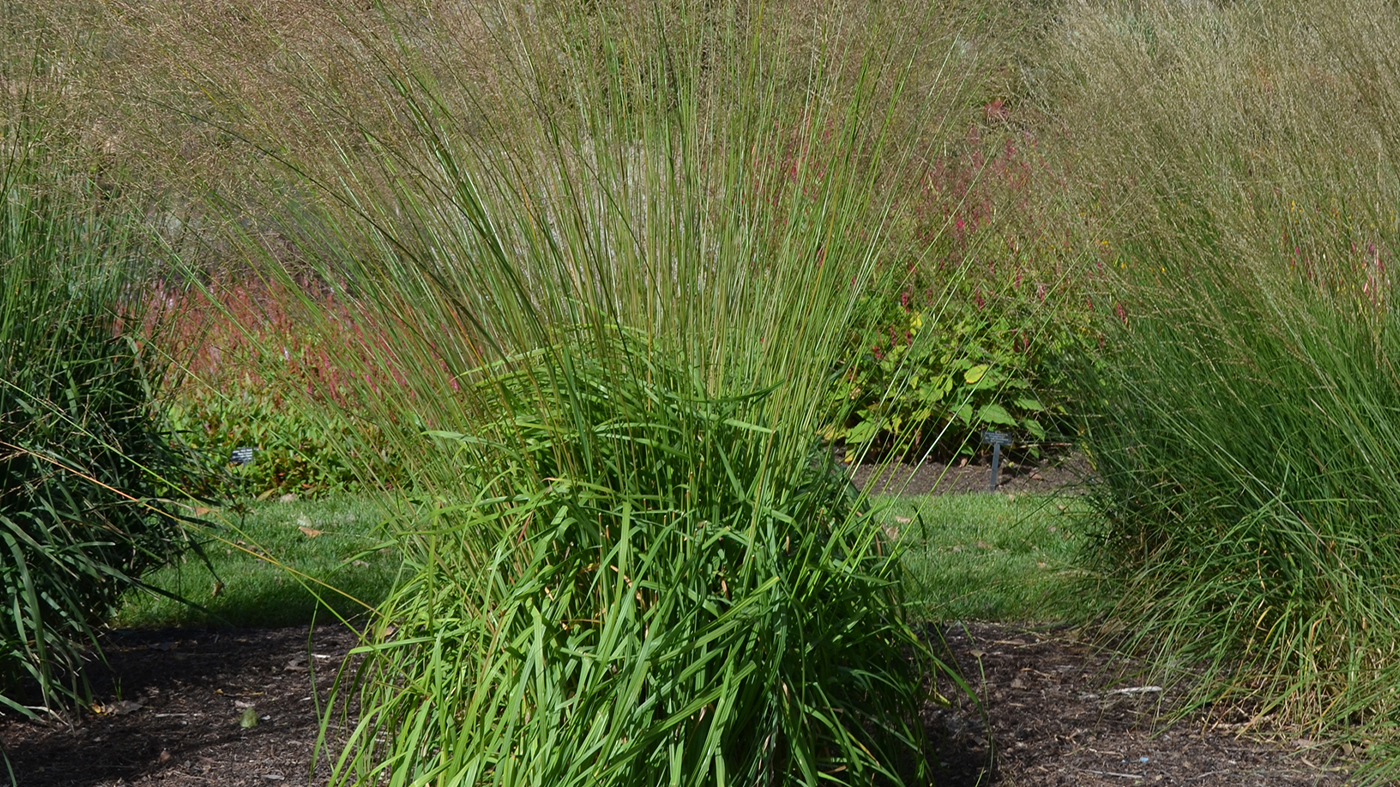 Tall moor grass (Molinia caerulea spp. arundinacea 'Skyracer')