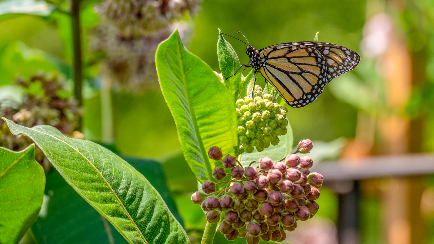 monarch on a milkweed