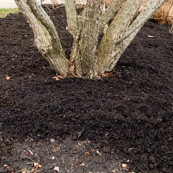 mulch around tree