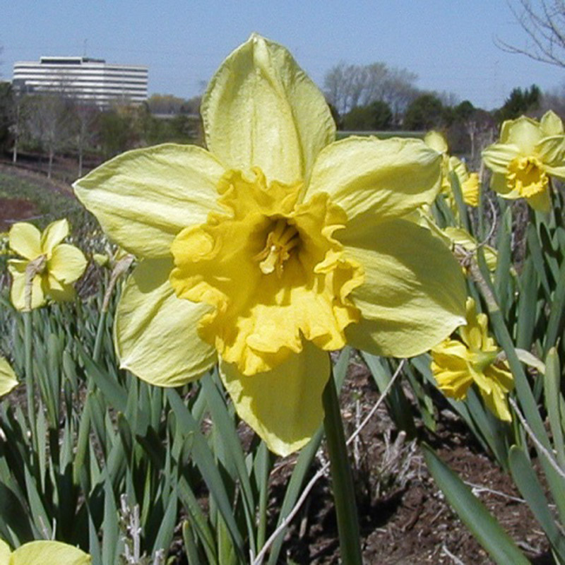 Narcissus 'Carlton'