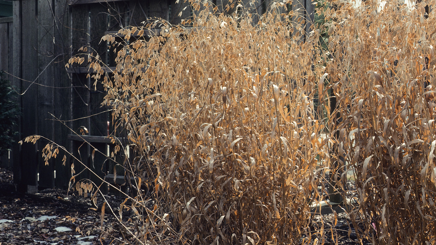 Northern sea oats (Chasmanthium latifolium)