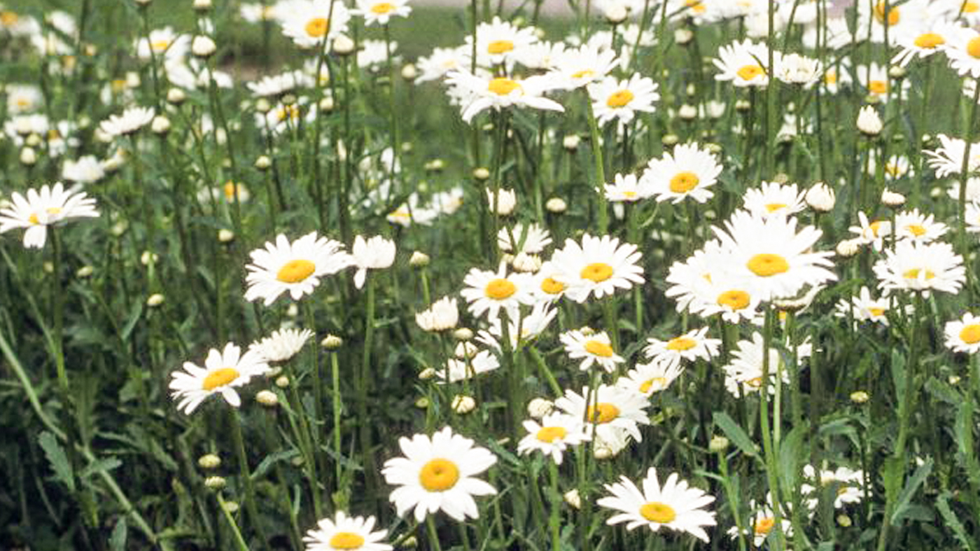 ox-eye daisy