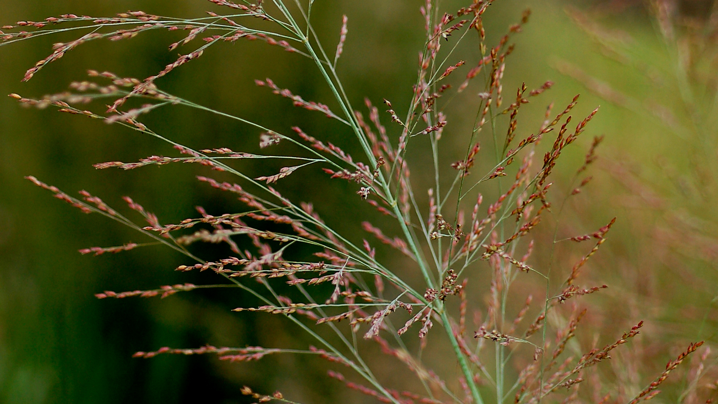 'Dallas Blues' switch grass (Panicum virgatum 'Dallas Blues')