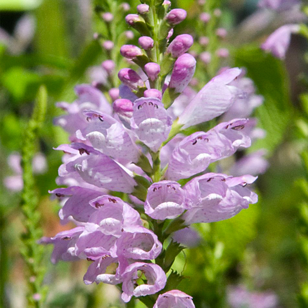 Physostegia virginiana ‘Miss Manners’