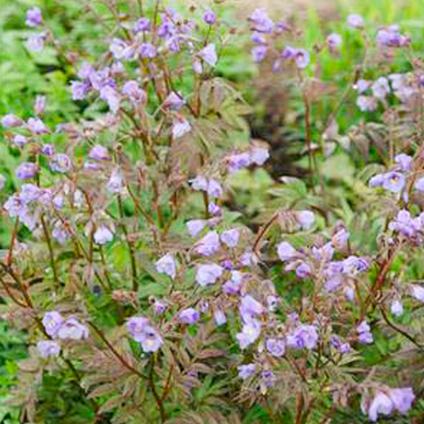 Polemonium reptans ‘Heaven Scent’