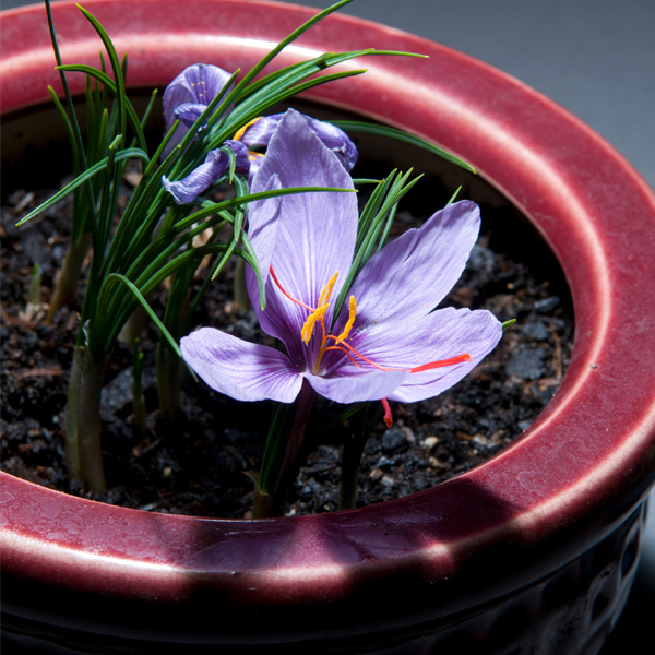 Potted bulbs