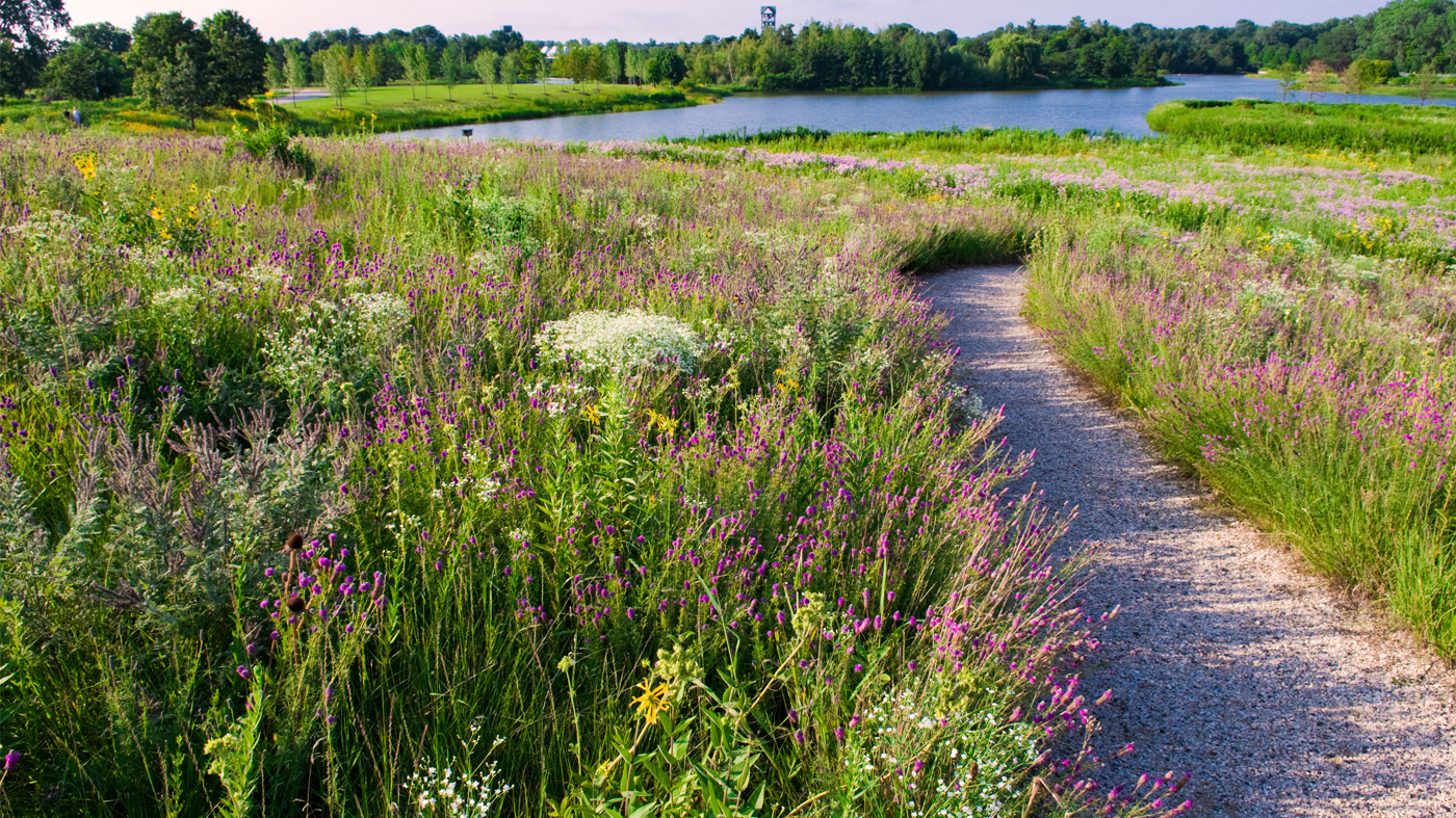 prairie summer