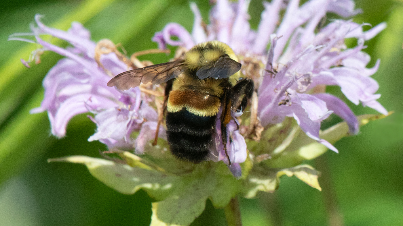 Rusty Patch Bee