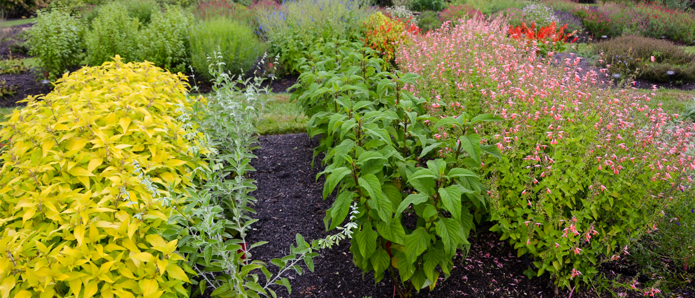 Salvia trial beds in the Lavin Plant Evaluation Garden