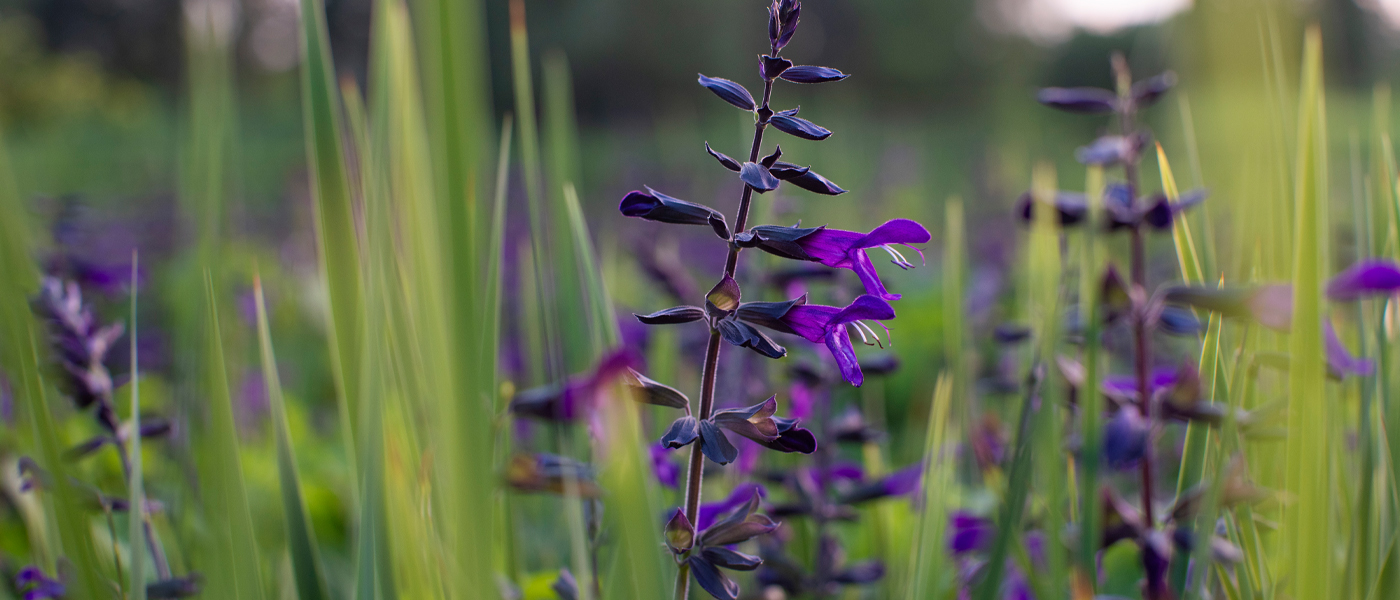 Salvia Guaranitica purple