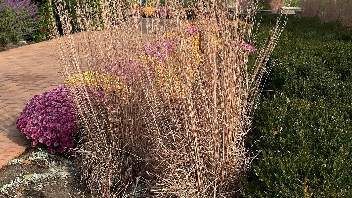 Schizachyrium scoparium