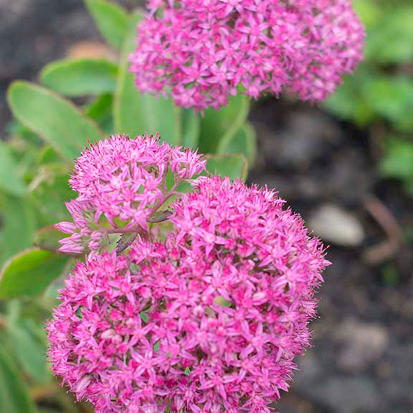 Sedum ‘T. Rex’