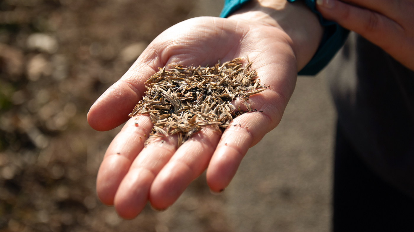 seeds in hand