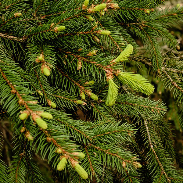 Serbian spruce (Picea omorika) 