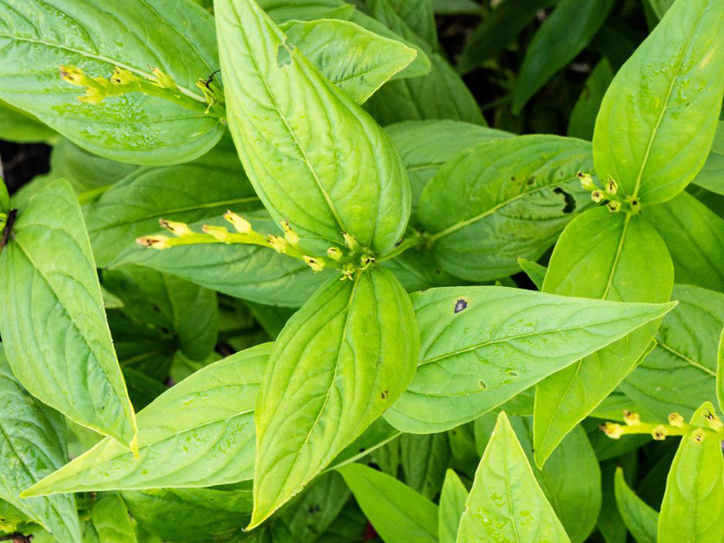 Spigelia marilandica