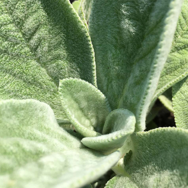 Stachys-byzantina-Big-Ears