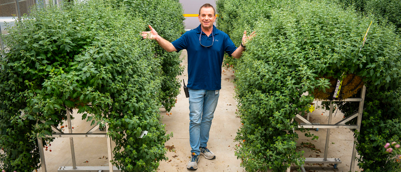 Tim Pollak, manager of plant production at the Chicago Botanic Garden and Mums