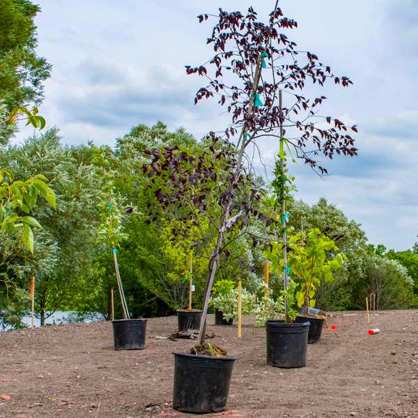 trees in pots