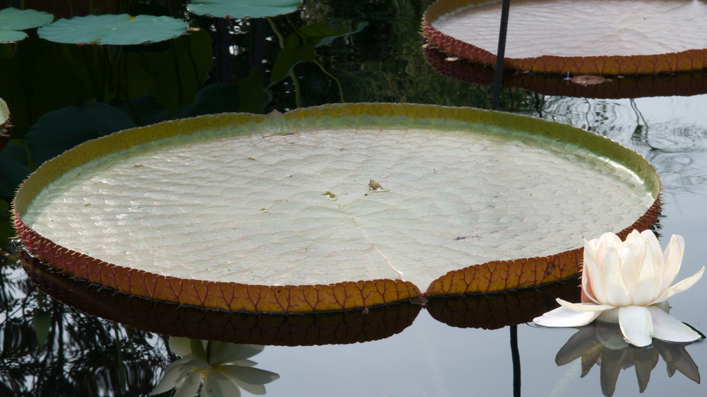New Species of Giant Waterlily Is the Largest in the World, Smart News
