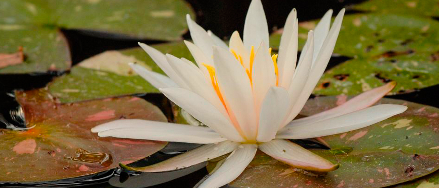 Picture-Perfect Waterlilies