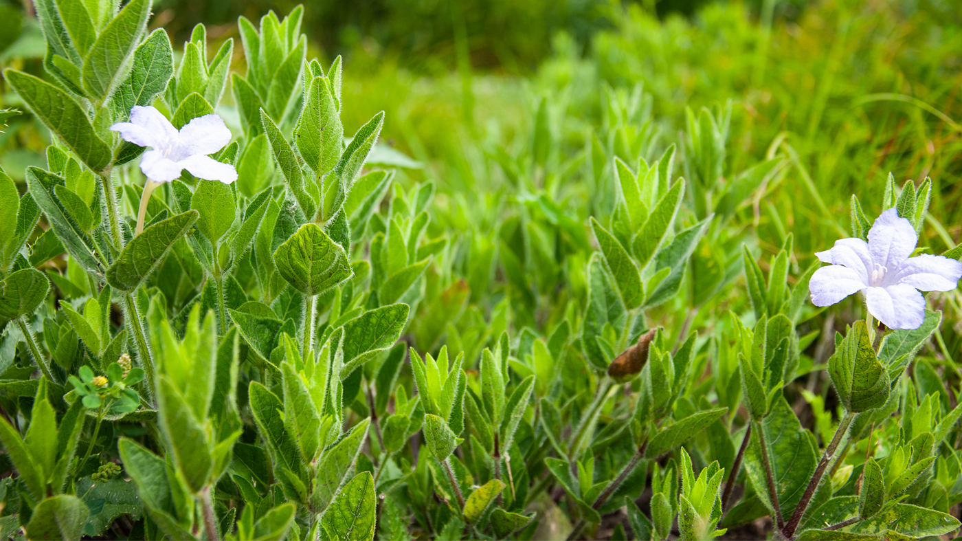 Wild petunia 