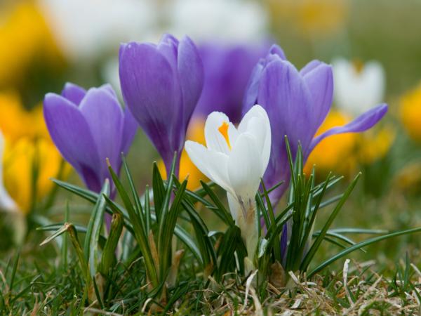 March crocus