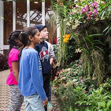 Chicago botanic garden orchid show 2019