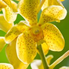 Yellow Orchid Calendar Chicago Botanic Garden