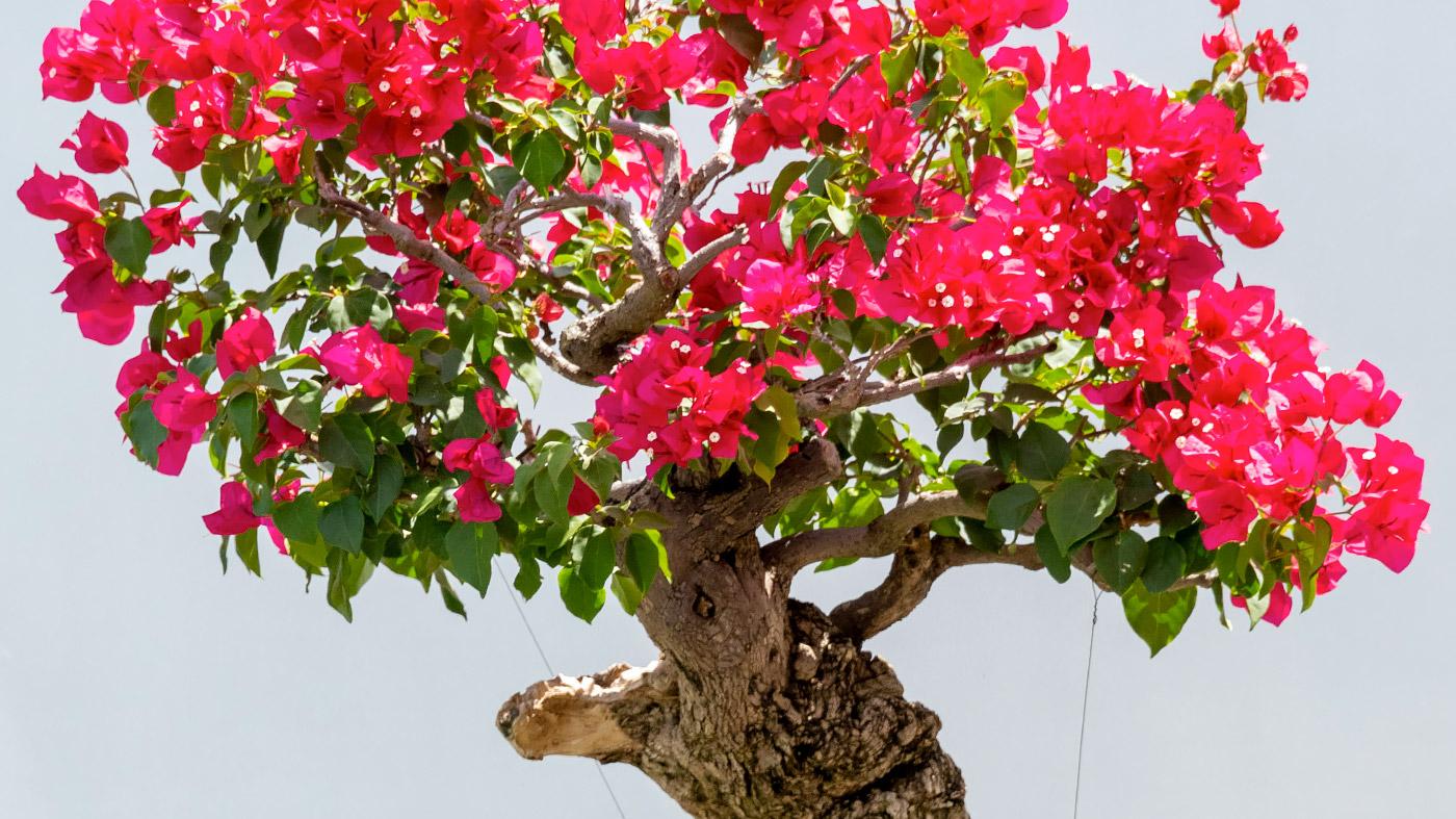 Tropical Bonsai