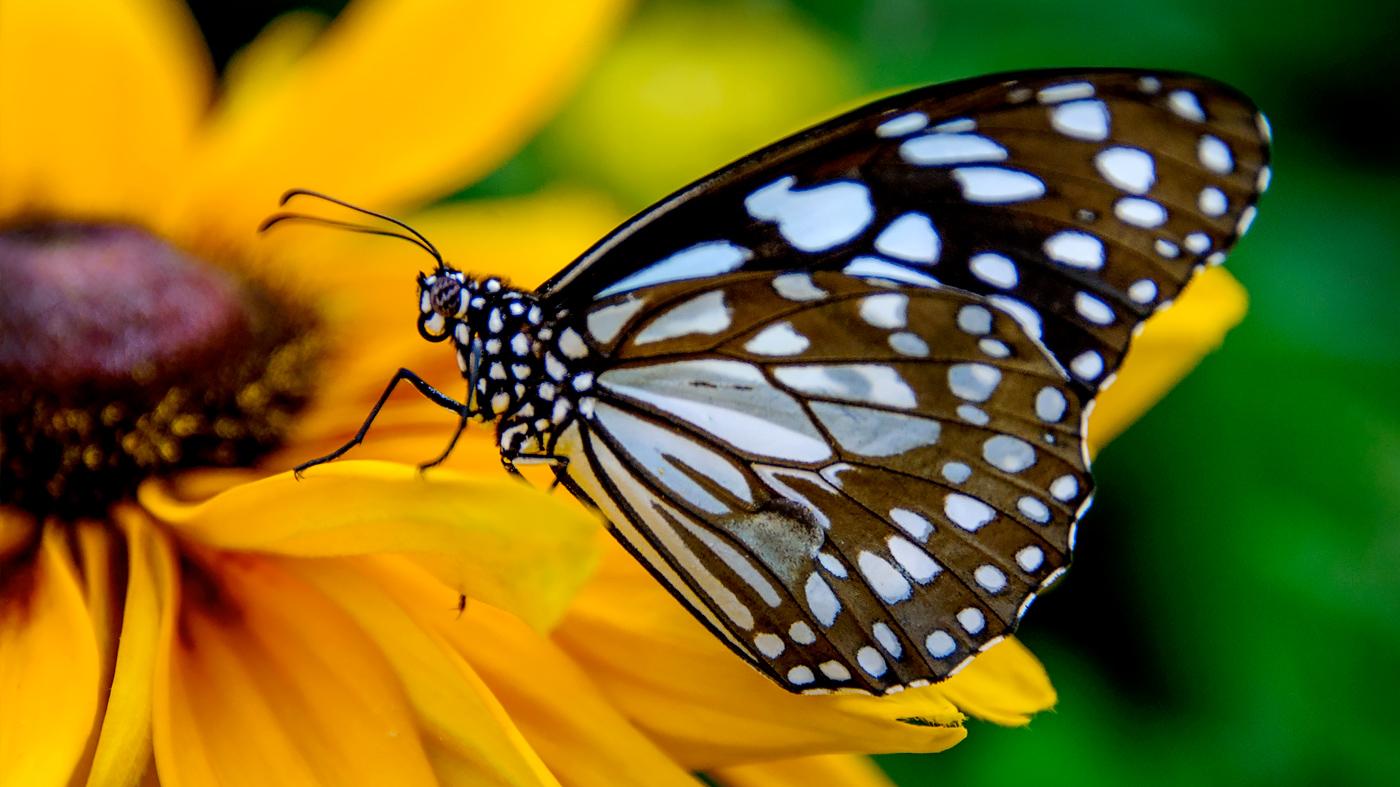 Butterflies & Blooms  Chicago Botanic Garden