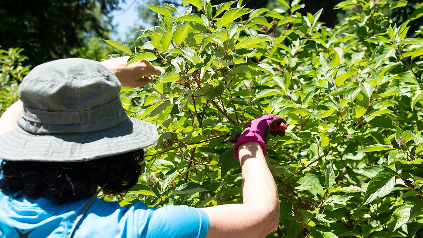 Gardening Techniques