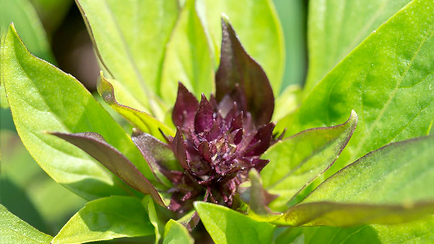 Growing Herbs