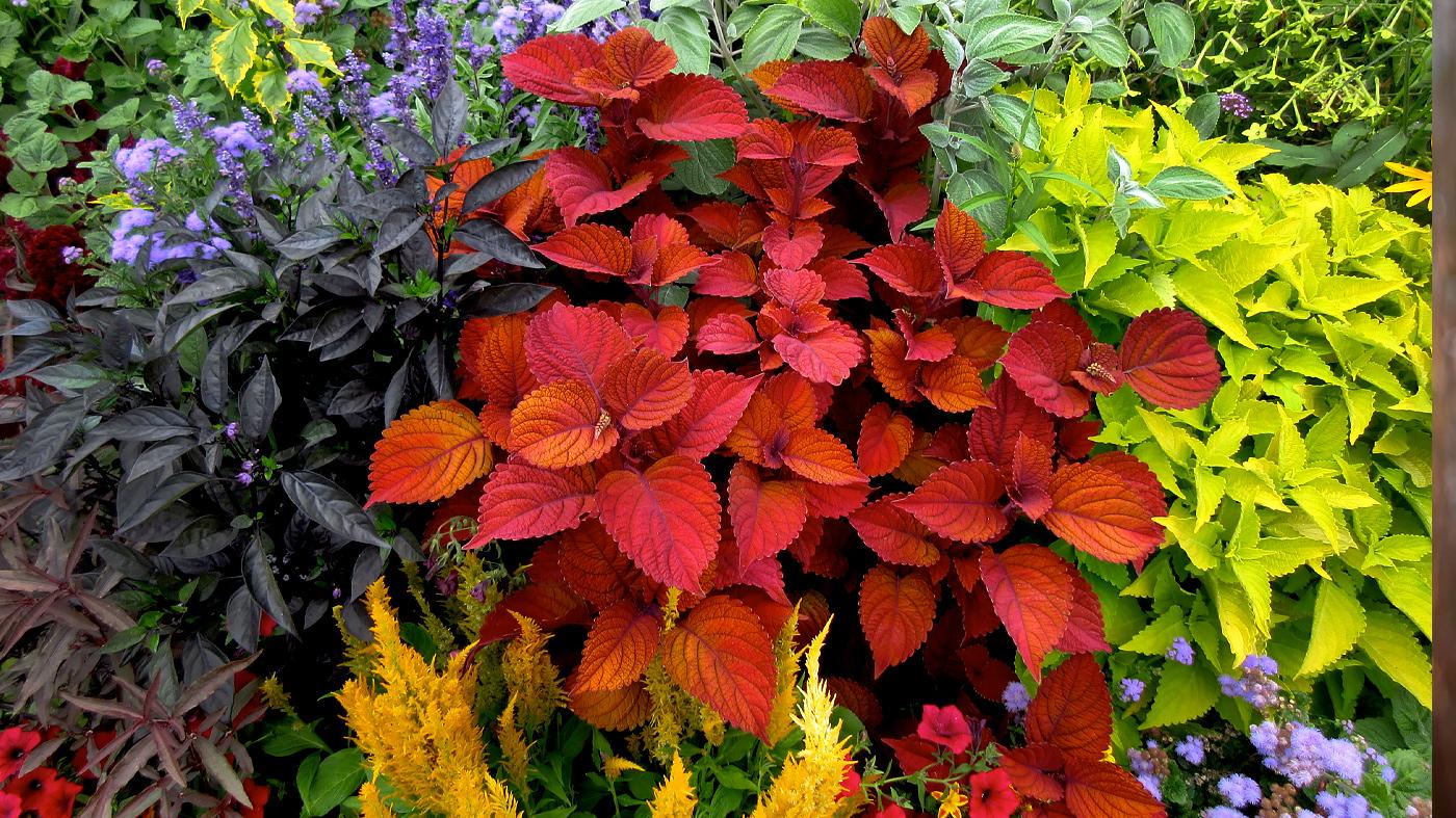 Adult Ed Horticulture Ornamental Plant Certificate Coleus for the Garden